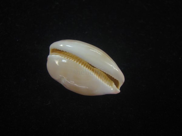 画像3: オサナダカラ(Austrocypraea reevei)  濃色 (3)