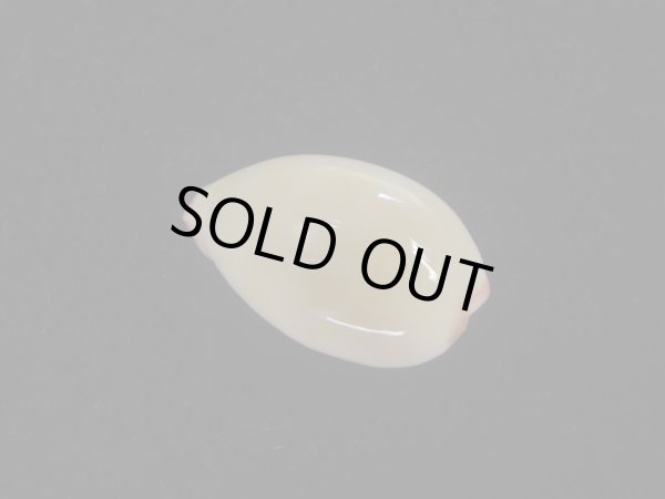 画像2: オサナダカラ(Austrocypraea reevei)  ハイコントラスト　特美品 (2)