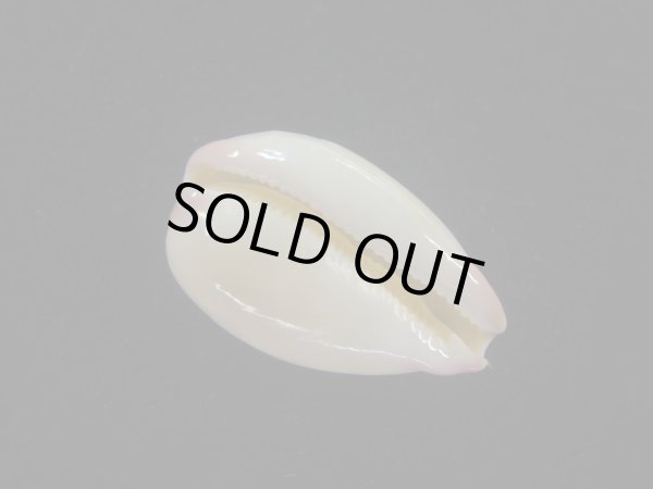 画像3: オサナダカラ(Austrocypraea reevei)  ハイコントラスト　特美品 (3)