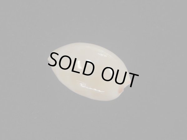 画像2: オサナダカラ(Austrocypraea reevei)  美品 (2)