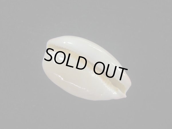 画像3: オサナダカラ(Austrocypraea reevei)  美品 (3)