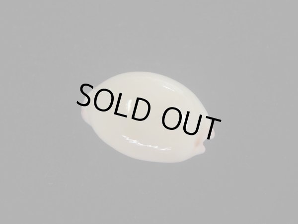 画像2: オサナダカラ(Austrocypraea reevei)  ハイコントラスト (2)