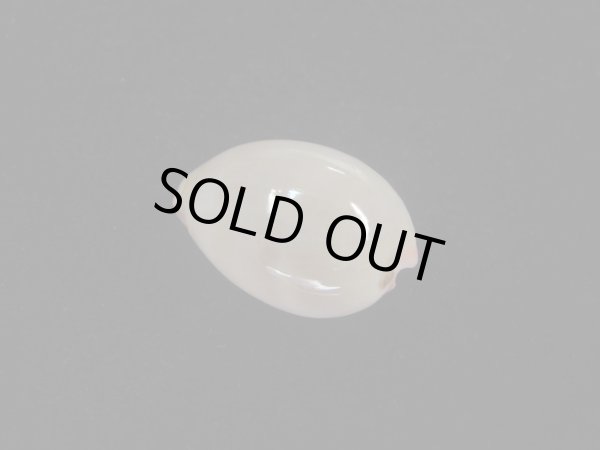 画像2: オサナダカラ(Austrocypraea reevei)  美品 (2)