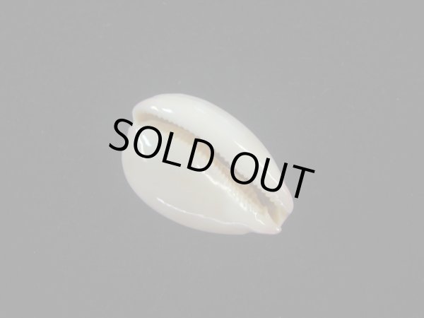 画像3: オサナダカラ(Austrocypraea reevei)  美品 (3)