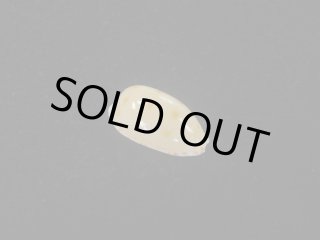 タカラガイ・ウミウサギ類 - Kaiショップ