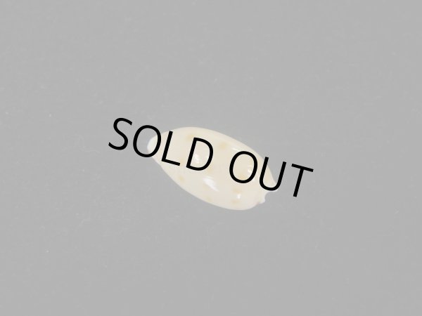 画像2: ソバカスダカラ(Notocypraea pulicaria) 美品 (2)