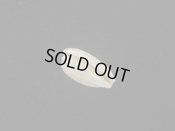 画像3: ソバカスダカラ(Notocypraea pulicaria) 美品 (3)