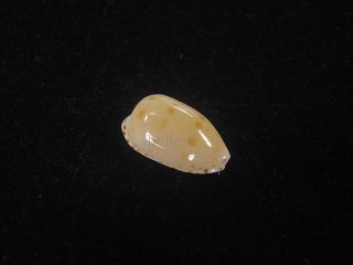 ウスアカネダカラ、 Microshells: Umbilia armeniaca ウスアカネダカラ