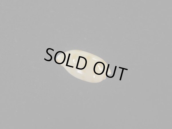 画像2: ソバカスダカラ(Notocypraea pulicaria) 美品 (2)