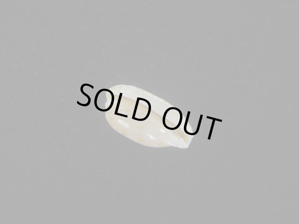 画像3: ソバカスダカラ(Notocypraea pulicaria) 美品 (3)