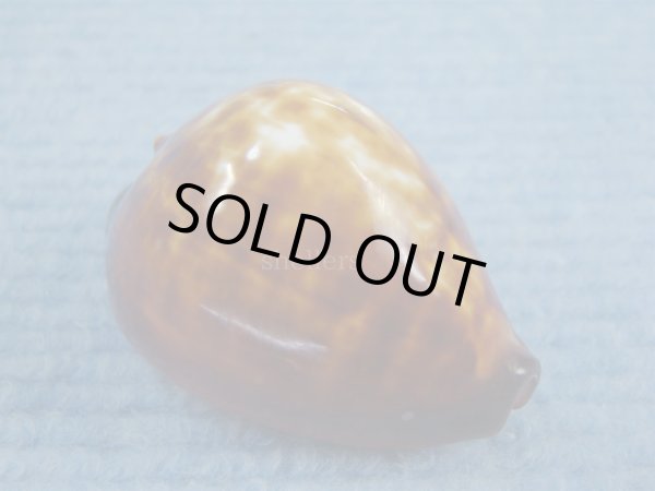 画像1: ベッコウダカラ(Zoila decipiens) (1)