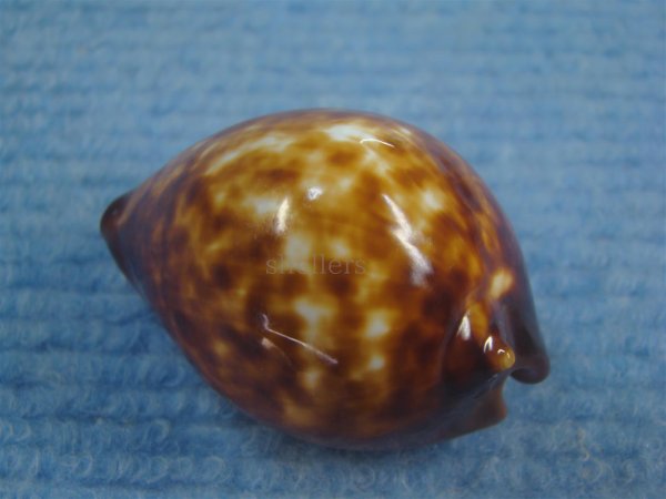 画像2: ベッコウダカラ(Zoila decipiens) (2)