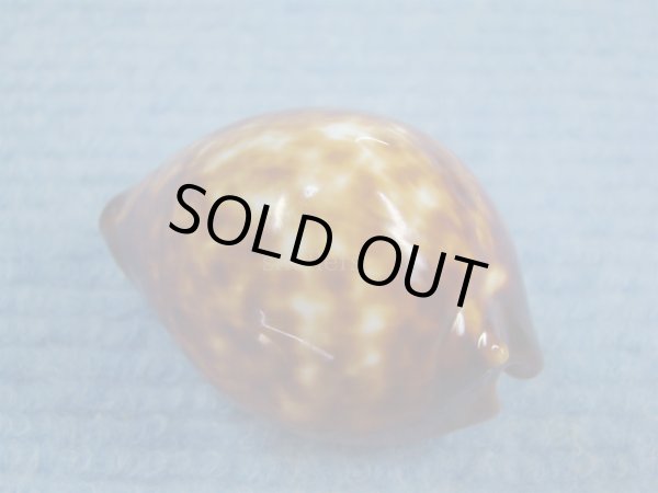 画像2: ベッコウダカラ(Zoila decipiens) (2)