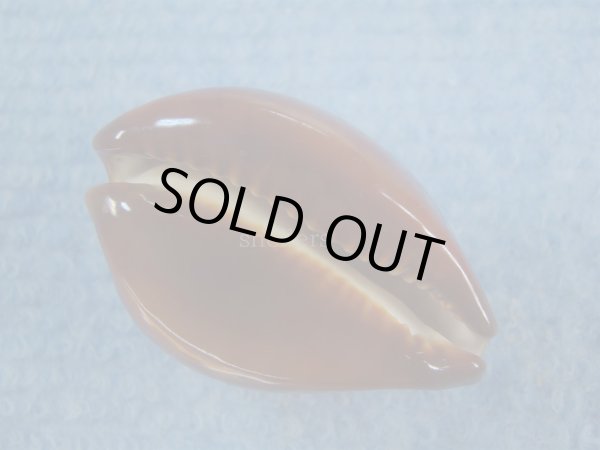 画像3: ベッコウダカラ(Zoila decipiens) (3)