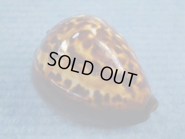 画像1: ベッコウダカラ(Zoila decipiens) (1)