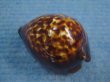 画像2: ベッコウダカラ(Zoila decipiens) (2)