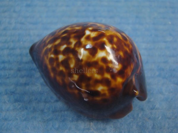 画像2: ベッコウダカラ(Zoila decipiens) (2)