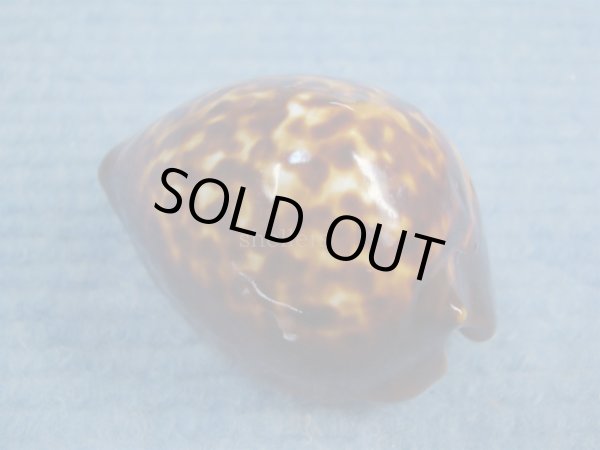 画像2: ベッコウダカラ(Zoila decipiens) (2)