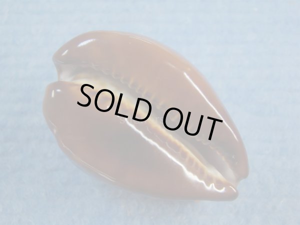 画像3: ベッコウダカラ(Zoila decipiens) (3)