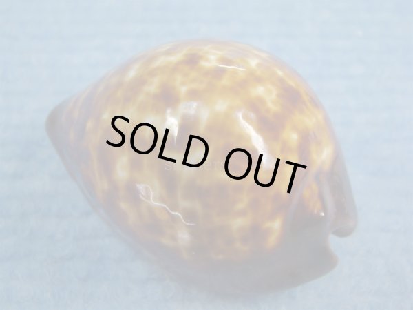 画像2: ベッコウダカラ(Zoila decipiens) (2)