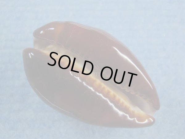 画像3: ベッコウダカラ(Zoila decipiens) (3)