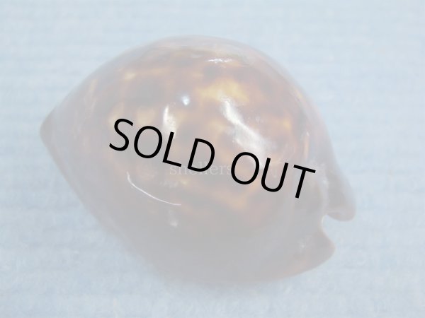 画像2: ベッコウダカラ(Zoila decipiens) 死殻だけど美品　濃色 (2)