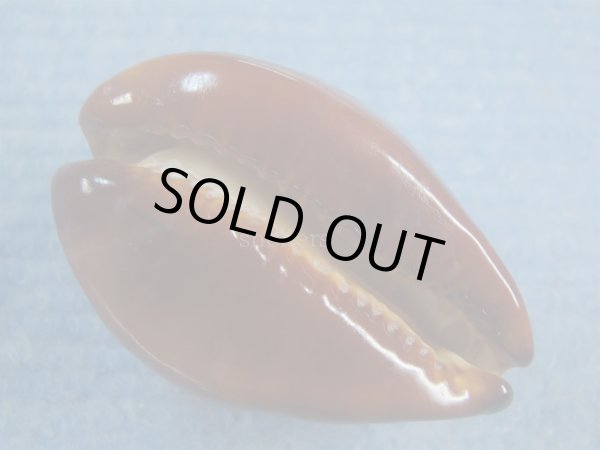 画像3: ベッコウダカラ(Zoila decipiens) 死殻だけど美品　濃色 (3)