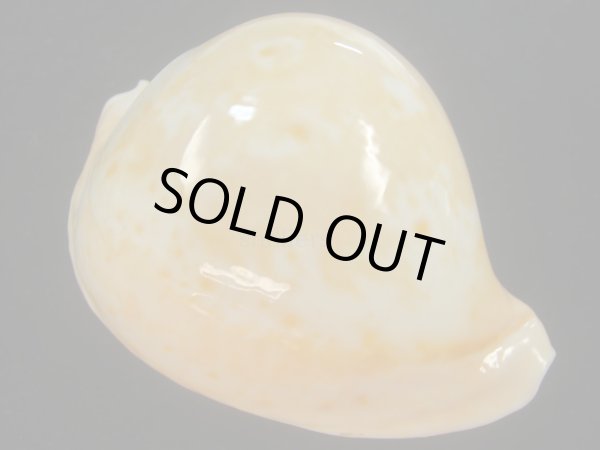 画像2: アンドレイウスアカネダカラ(Umbilia armeriaca andreyi) 美品 (2)