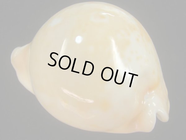 画像3: アンドレイウスアカネダカラ(Umbilia armeriaca andreyi) 美品 (3)