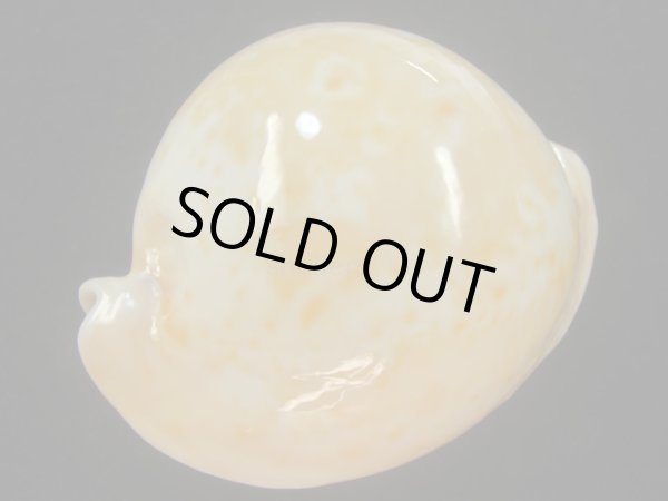 画像4: アンドレイウスアカネダカラ(Umbilia armeriaca andreyi) 美品 (4)