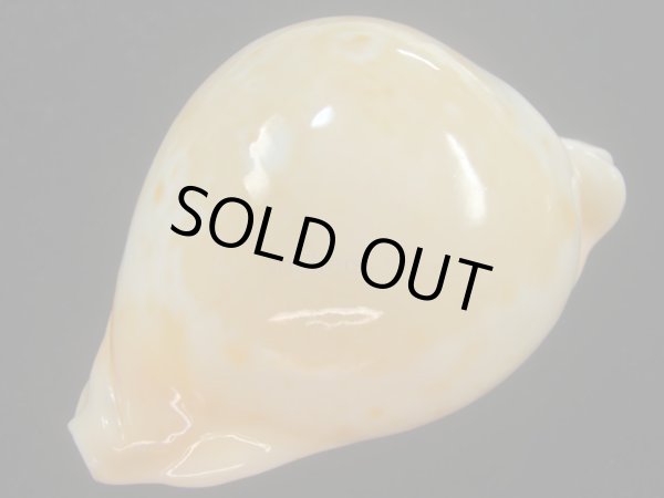 画像5: アンドレイウスアカネダカラ(Umbilia armeriaca andreyi) 美品 (5)