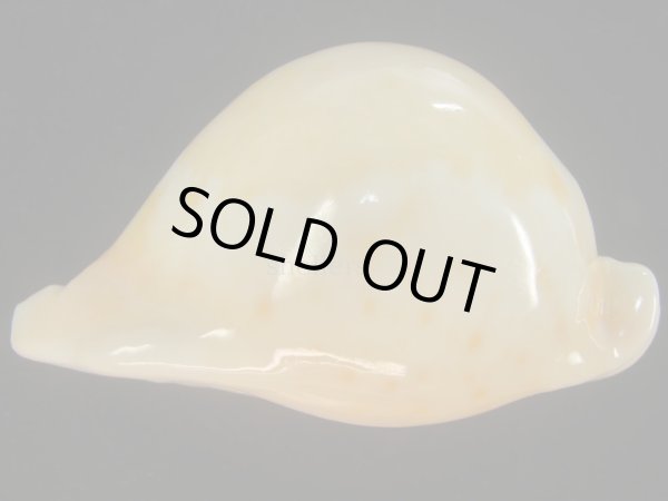 画像6: アンドレイウスアカネダカラ(Umbilia armeriaca andreyi) 美品 (6)