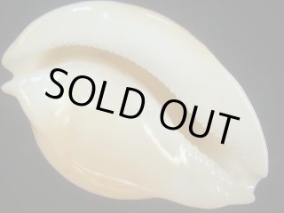 タカラガイ・ウミウサギ類 - Kaiショップ