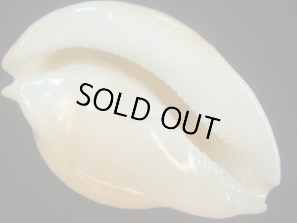 画像1: アンドレイウスアカネダカラ(Umbilia armeriaca andreyi) 美品 (1)