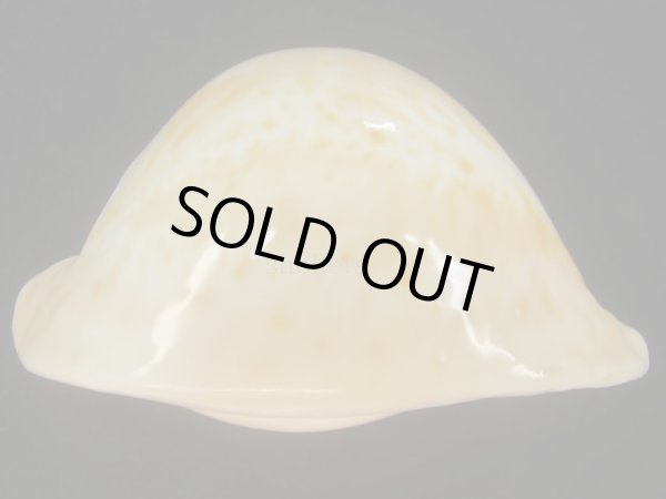 画像7: アンドレイウスアカネダカラ(Umbilia armeriaca andreyi) 美品 (7)