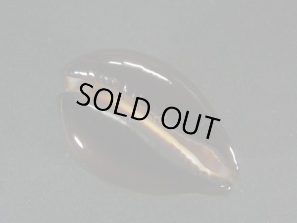 画像2: ベッコウダカラ (2)