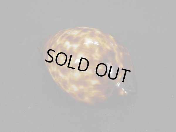 画像3: ベッコウダカラ (3)