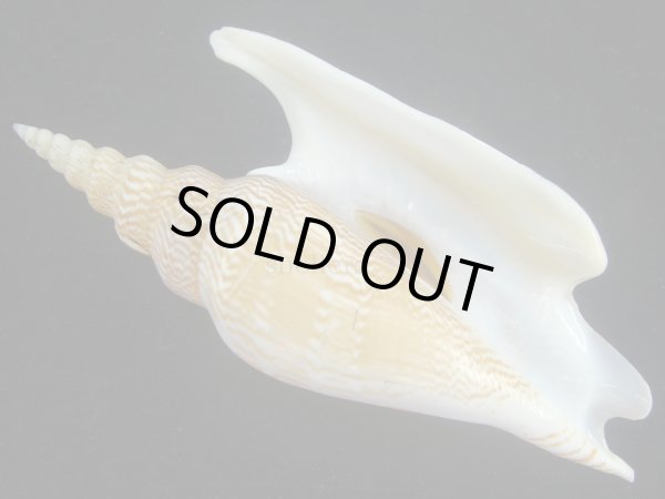 画像2: ヒメゴゼンソデ(Strombus listeri) 大　濃色 (2)