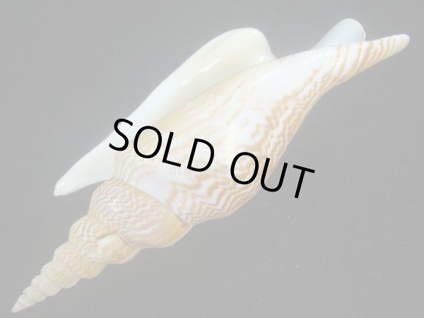 画像3: ヒメゴゼンソデ(Strombus listeri) 大　濃色 (3)