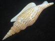 画像3: ヒメゴゼンソデ(Strombus listeri) 大　濃色 (3)