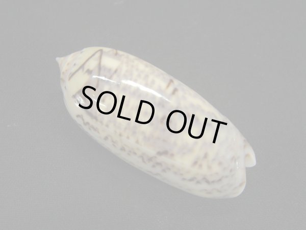 画像2: ゴウシュウキマクラ (2)