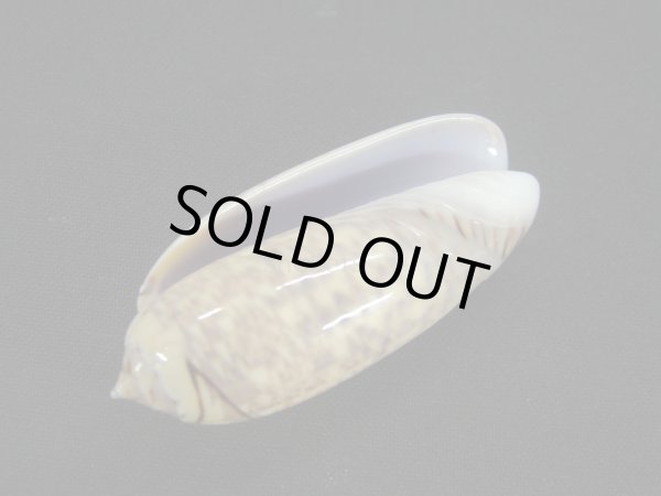 画像3: ゴウシュウキマクラ (3)