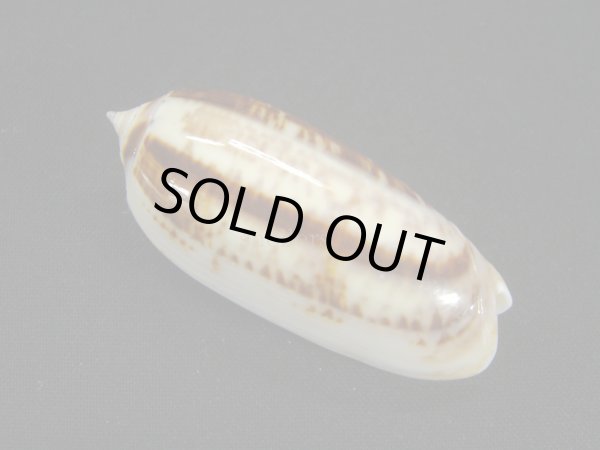 画像2: ゴウシュウキマクラ (2)