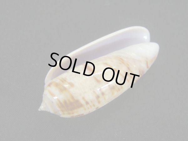 画像3: ゴウシュウキマクラ (3)