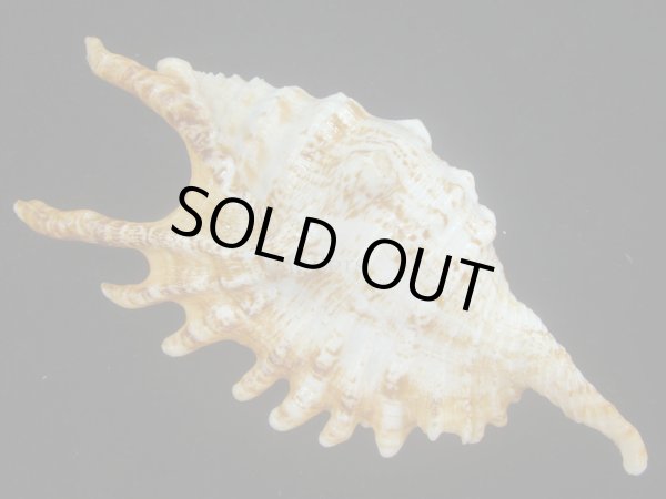 画像2: ホソムカデソデ(Ophioglossolambis digitata) 大　老成　特美品 (2)