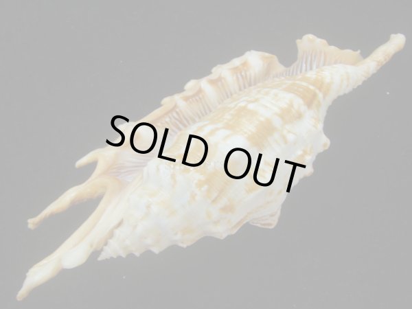 画像3: ホソムカデソデ(Ophioglossolambis digitata) 大　老成　特美品 (3)