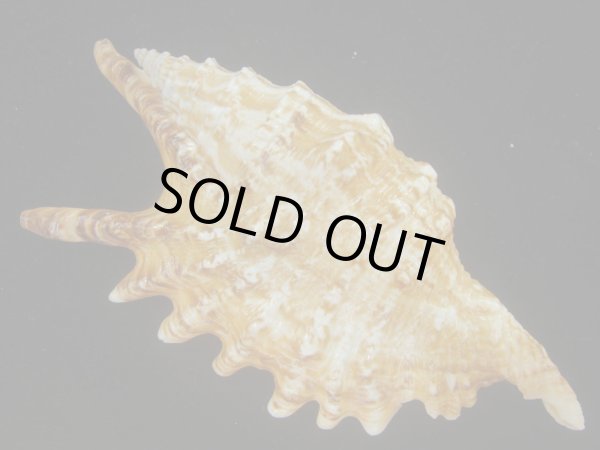 画像2: ホソムカデソデ(Ophioglossolambis digitata) 老成　美品 (2)