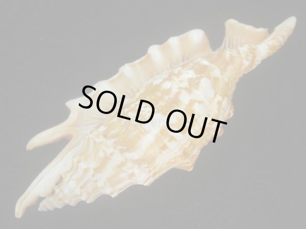 画像3: ホソムカデソデ(Ophioglossolambis digitata) 老成　美品 (3)