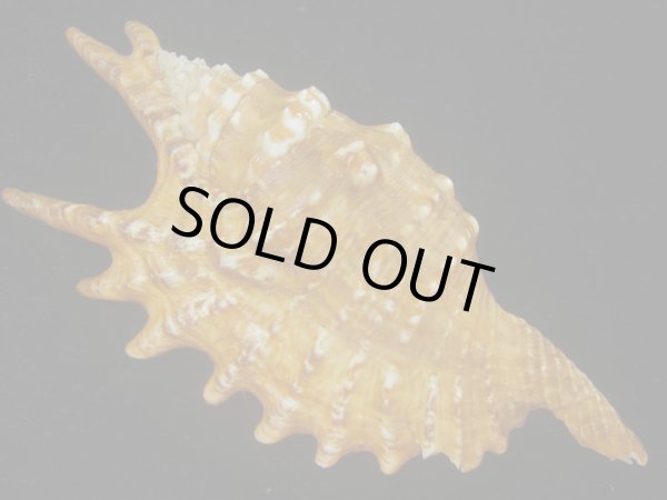 画像2: ホソムカデソデ(Ophioglossolambis digitata) 老成　美品 (2)