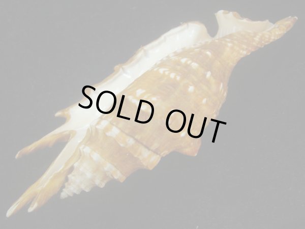 画像3: ホソムカデソデ(Ophioglossolambis digitata) 老成　美品 (3)